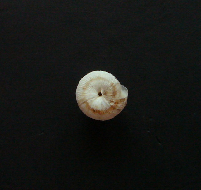 Xerosecta (Polloneriella) contermina (Pfeiffer, 1848)Terreti